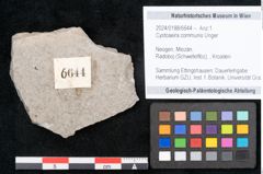 Foto (Objekt + Etikett) von Cystoseira communis Unger (NHMW-GEO-2024-0188-6644)